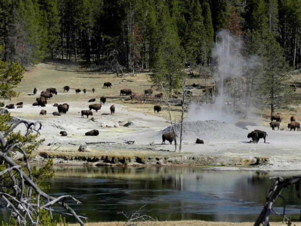 Khám phá những điều kỳ bí của Yellowstone xinh đẹp