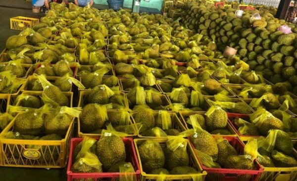 kho lạnh bảo quản sầu riêng tại Bình Phước