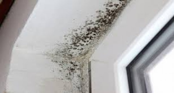Làm thế nào để loại bỏ nấm mốc trên trần nhà?