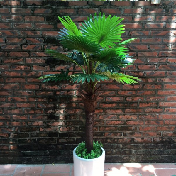 Lưu ý về phong thủy khi trồng cây tạo cảnh quan xung quanh nhà