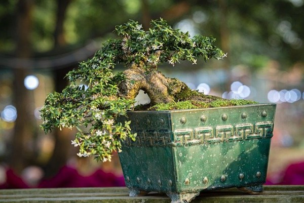 Mách bạn bí quyết chọn bonsai đơn giản