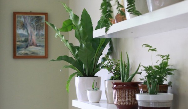 Mang mảng xanh vào từng góc nhỏ trong nhà