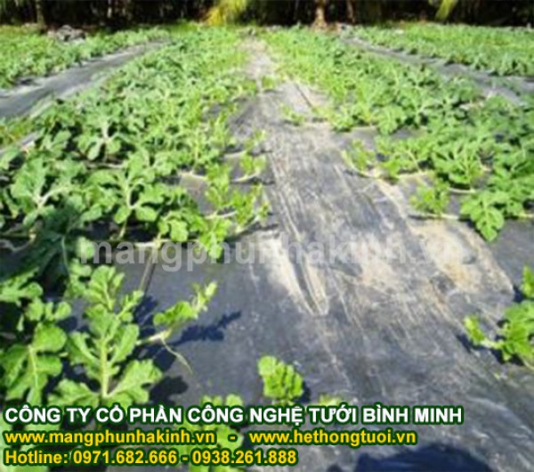 màng PE phủ nông nghiệp, bán màng phủ nông nghiệp hà nội