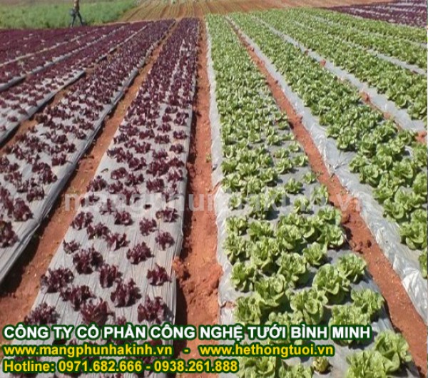 màng PE phủ nông nghiệp, màng phủ luống, màng phủ nông nghiệp giá rẻ