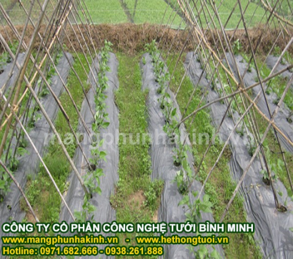  Màng phủ nông nghiệp, cách sử dụng màng phủ nông nghiệp, đại lý màng phủ nông nghiệp