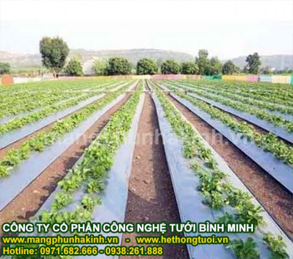  Màng phủ nông nghiệp, cách sử dụng màng phủ nông nghiệp, đại lý màng phủ nông nghiệp