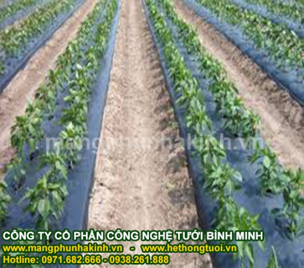 Màng phủ nông nghiệp cao cấp, màng phủ nông nghiệp loại 1,màng phủ nông nghiệp che cỏ