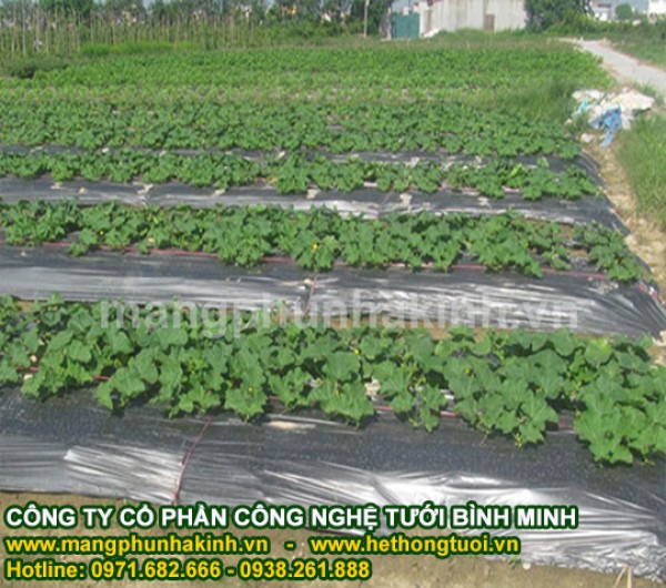 màng phủ nông nghiệp hà nội, báo giá màng phủ nông nghiệp, giá bạt phủ nông nghiệp