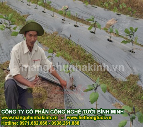 Màng phủ nông nghiệp, màng phủ đất, màng phủ nông nghiệp giá rẻ, màng 27 mic