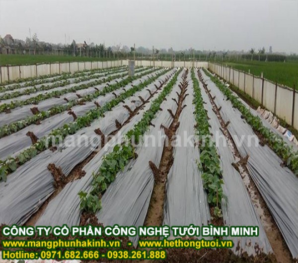 Màng phủ nông nghiệp, màng phủ sinh học,màng nilon dùng trong nông nghiệp,màng nilon phủ đất