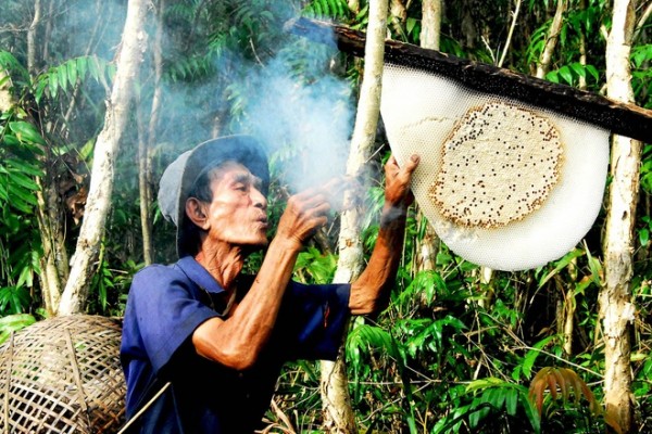 Mật ong rừng ở Đà Nẵng