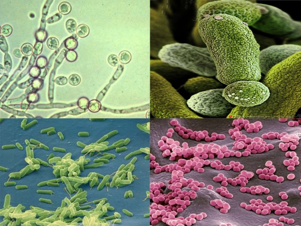 Môi trường ô nhiễm luôn tạo điều kiện cho vi khuẩn sinh sôi