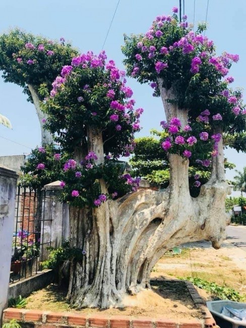 Mua bán cây bằng lăng bonsai tại Hớn Quản
