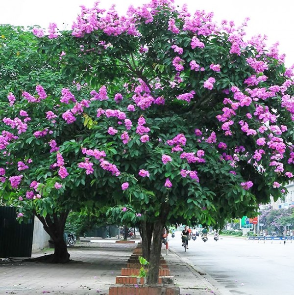 Mua bán cây bằng lăng tím tại Lộc Ninh