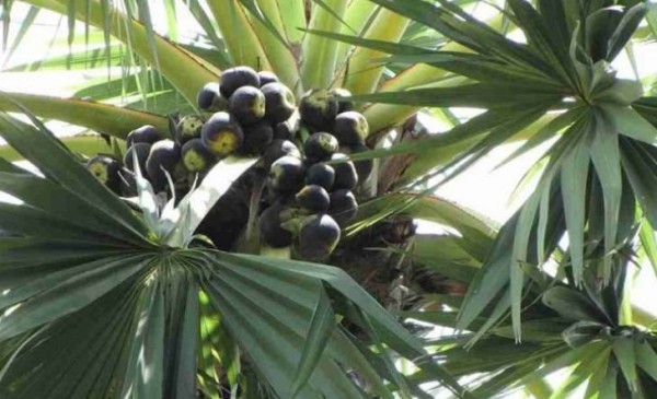 Mua bán cây thốt nốt tại Thanh Lương