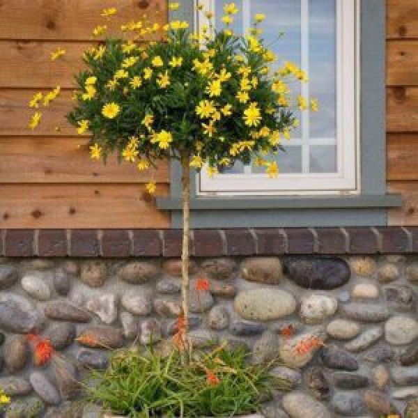 Mua cây cúc thân gỗ tại Bình long