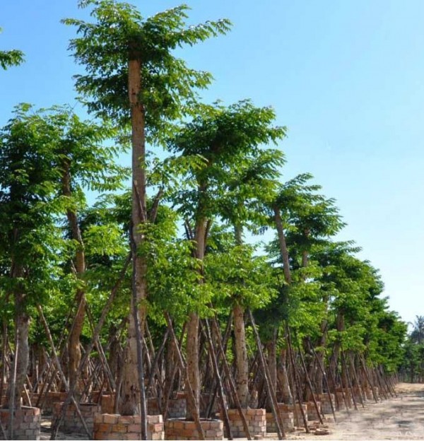 Mua cây giáng hương tại Bình Phước