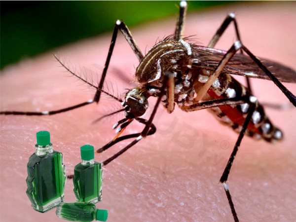 Muỗi có sợ mùi dầu gió không ? Cách đuổi muỗi bằng dầu gió và nước