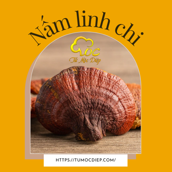 Nấm linh chi thương hạng