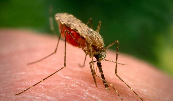 Những bệnh nguy hiểm từ Muỗi và phòng tránh cùng Lưới chống muỗi Funismart