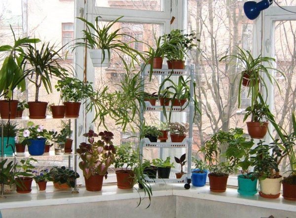 Những chậu cây xinh xắn tô điểm cho khung cửa sổ đơn điệu