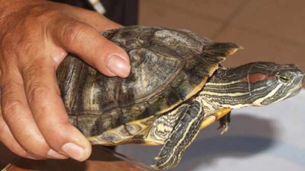 Những điều đáng lưu ý khi nuôi rùa phong thủy