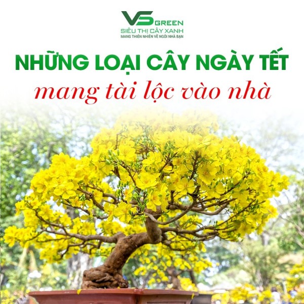 NHỮNG LOẠI CÂY CẢNH NGÀY TẾT MANG TÀI LỘC VÀO NHÀ