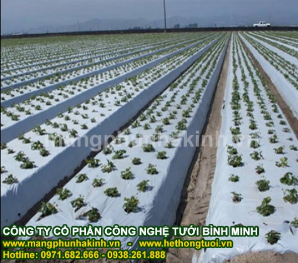 Nơi bán màng phủ nông nghiệp cao cấp,màng phủ nông nghiệp Bình Minh,màng phủ nông nghiệp giá rẻ
