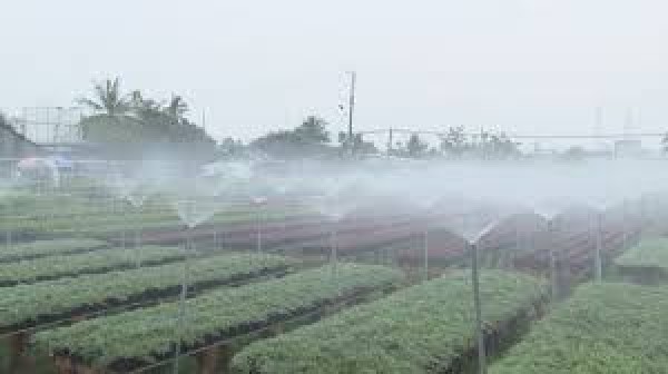 Nông dân áp dụng công nghệ tưới phun mưa trong trồng hoa, cây cảnh