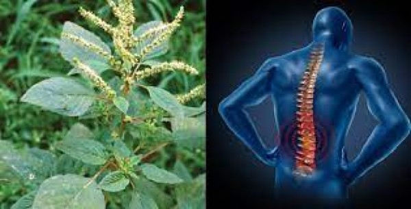 Phương pháp điều trị gai cột sống từ cây dền gai 