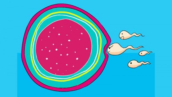 Quan hệ trước ngày rụng trứng 5 ngày tỉ lệ mang thai như thế nào