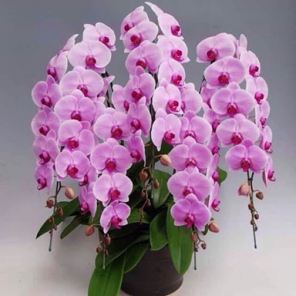 Shop The Orchid Bến Sạn Tây chuyên cung ứng cây Lan Hồ Điệp uy tín và chất lượng.