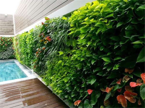 Tạo không gian xanh cho ngôi nhà bằng tường vườn