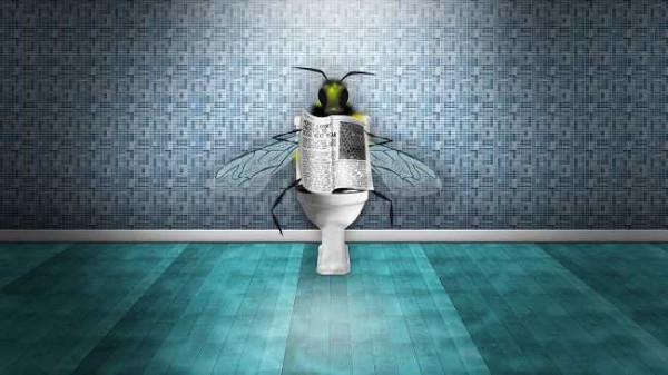 Tham khảo cách diệt ruồi giấm hiệu quả cho nhà vệ sinh