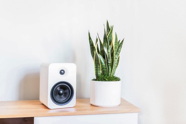 Thanh lọc không khí nhà bạn bằng 8 loại cây cảnh quen thuộc