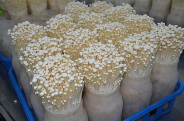 Thi công kho lạnh bảo quản nấm tại củ chi