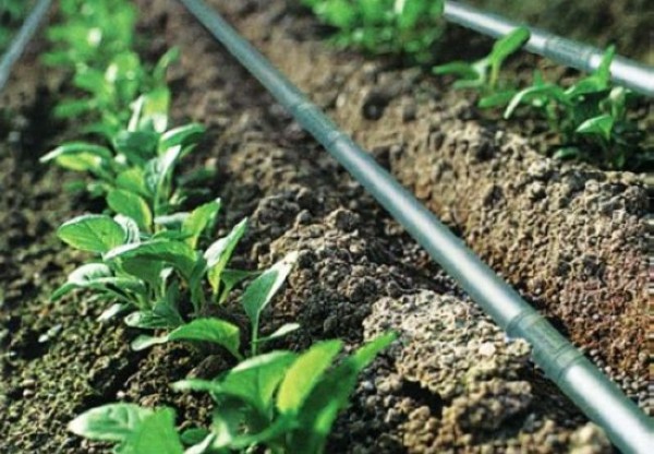 Thiết bị tưới nhỏ giọt giá tốt, thiết bị tưới Azud Tây Ban Nha