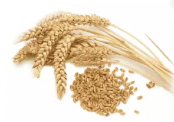 Thủ tục nhập khẩu lúa mạch