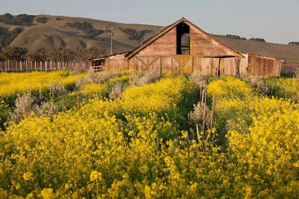 Thung lũng Sonoma chìm trong ánh hoàng hôn