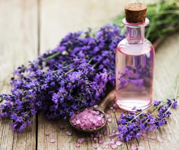 Tìm hiểu tác dụng trị bệnh của tinh dầu lavender