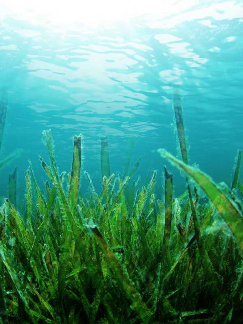 Tìm kiếm nhiên liệu thay thế từ tảo