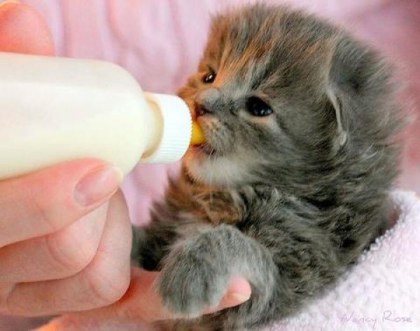 Tonny Tèo- Thực phẩm sữa thú cưng