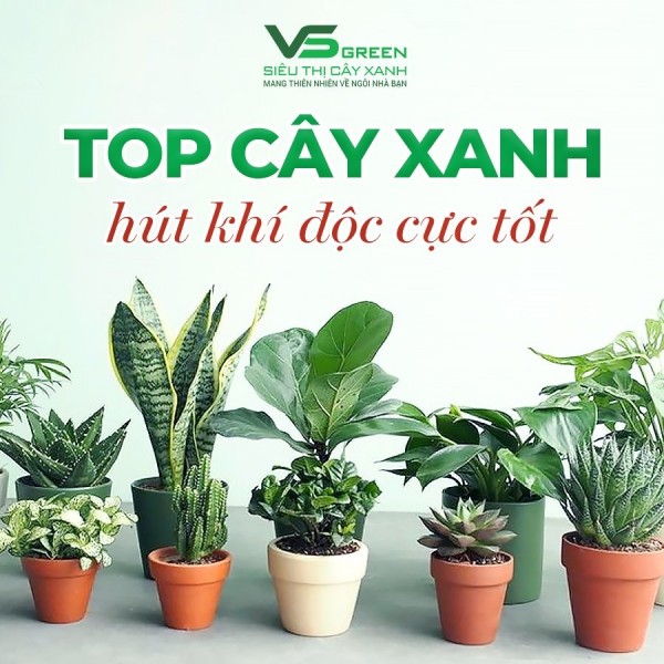 TOP NHỮNG LOẠI C Y XANH HÚT KHÍ ĐỘC CỰC TỐT NÊN TRỒNG NGAY