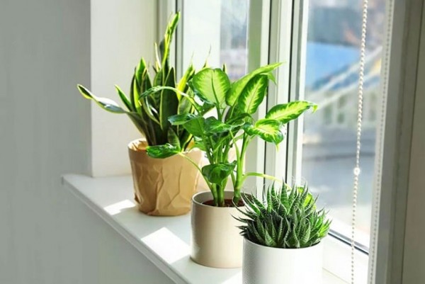 Top những loại cây trồng trong nhà giúp thanh lọc không khí