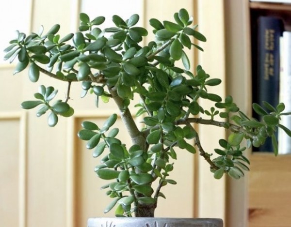 Trang trí nhà với những cây cảnh đặc biệt và độc lạ