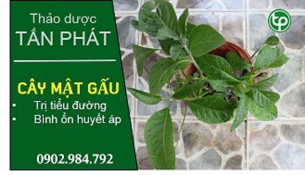 Vị Thuốc Từ Cây Mật Gấu Chất Lượng 