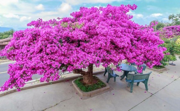 Ý nghĩa, cách trồng và chăm sóc cây hoa giấy