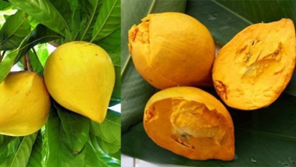 Ý nghĩa và công dụng của cây trứng gà